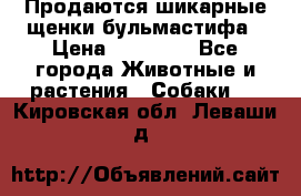 Продаются шикарные щенки бульмастифа › Цена ­ 45 000 - Все города Животные и растения » Собаки   . Кировская обл.,Леваши д.